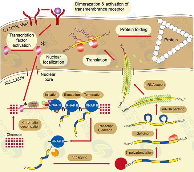 真核生物基因表達調控過(guò)程