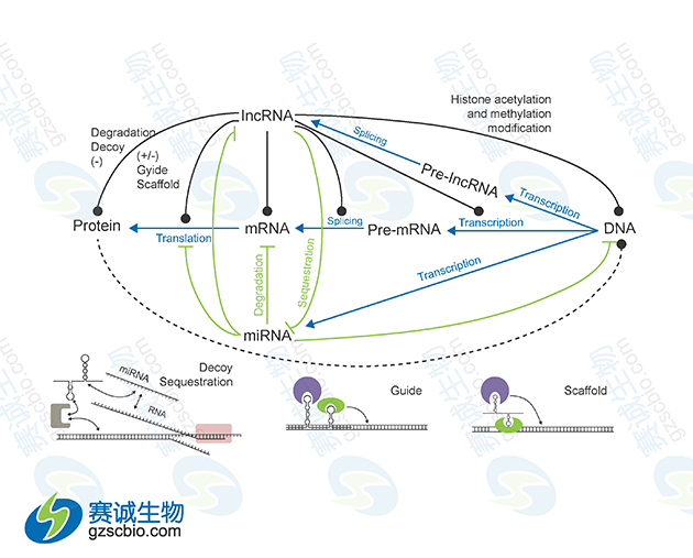 miRNA與lncRNA在基因表達調控中的相互關(guān)系