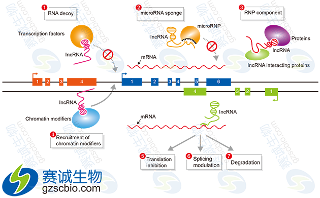 miRNA與lncRNA在基因表達調控中的作用機制