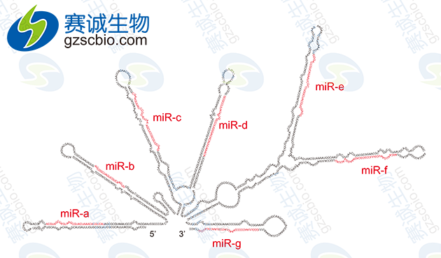 miRNA前體結構