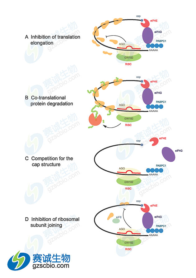 miRNA介導基因沉默機制