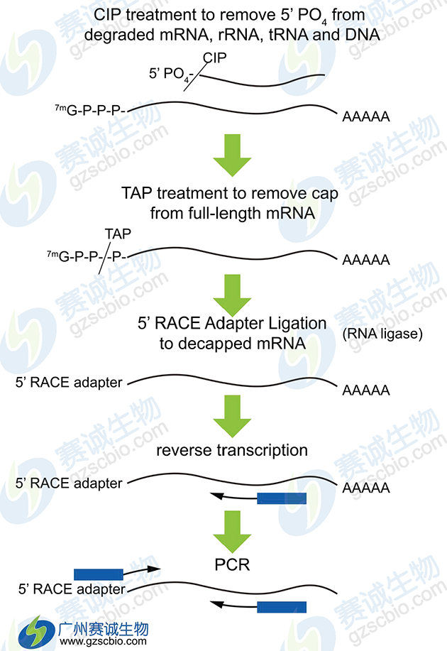 5’RLM-RACE技術(shù)