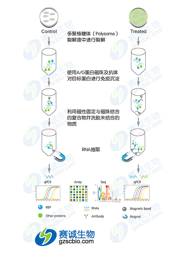 RIP實(shí)驗流程