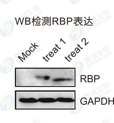 RIP model figure S.A