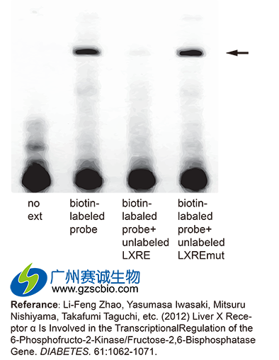 EMSA實(shí)驗結果