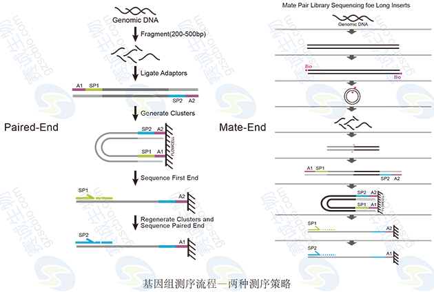 基因組測序策略