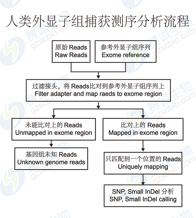 人類(lèi)外顯子組捕獲測序分析流程