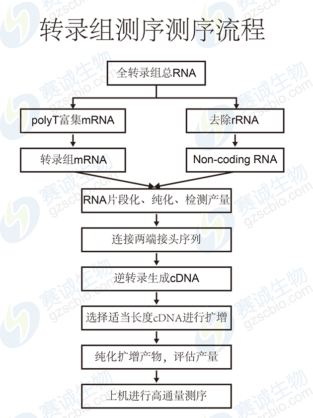 轉錄組測序流程