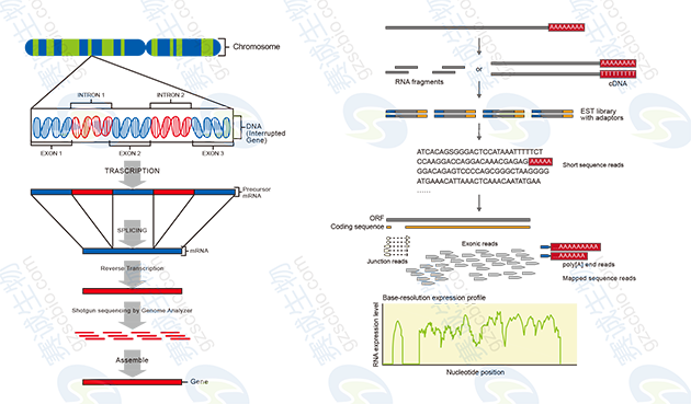無(wú)參考序列及有參考序列轉錄組測序流程