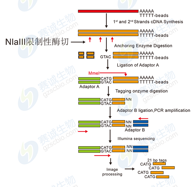 電子表達譜測序流程圖