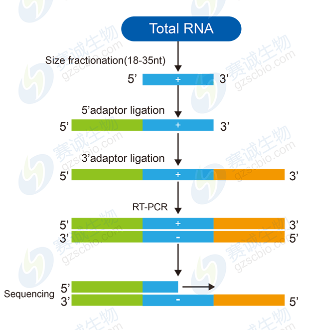 小RNA測序流程圖