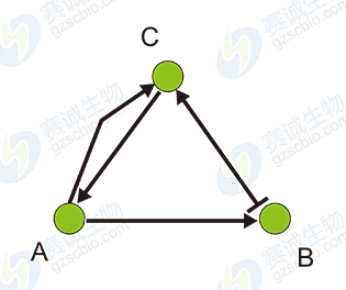 布爾網(wǎng)絡(luò )模型