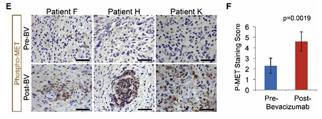 免疫組化圖像分析 result-sub. Figure