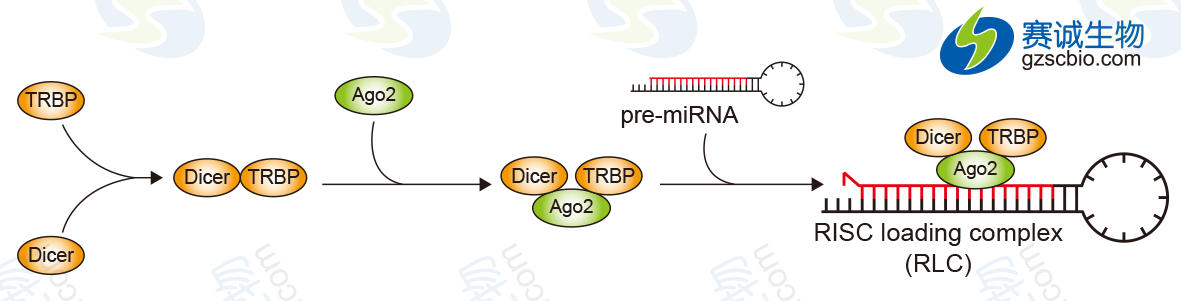 Dicer、TRBP與AGO2的連接.png