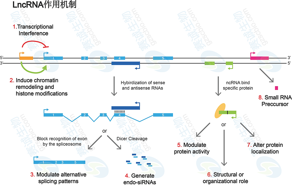 LncRNA作用機制.png LncRNA作用機制.png