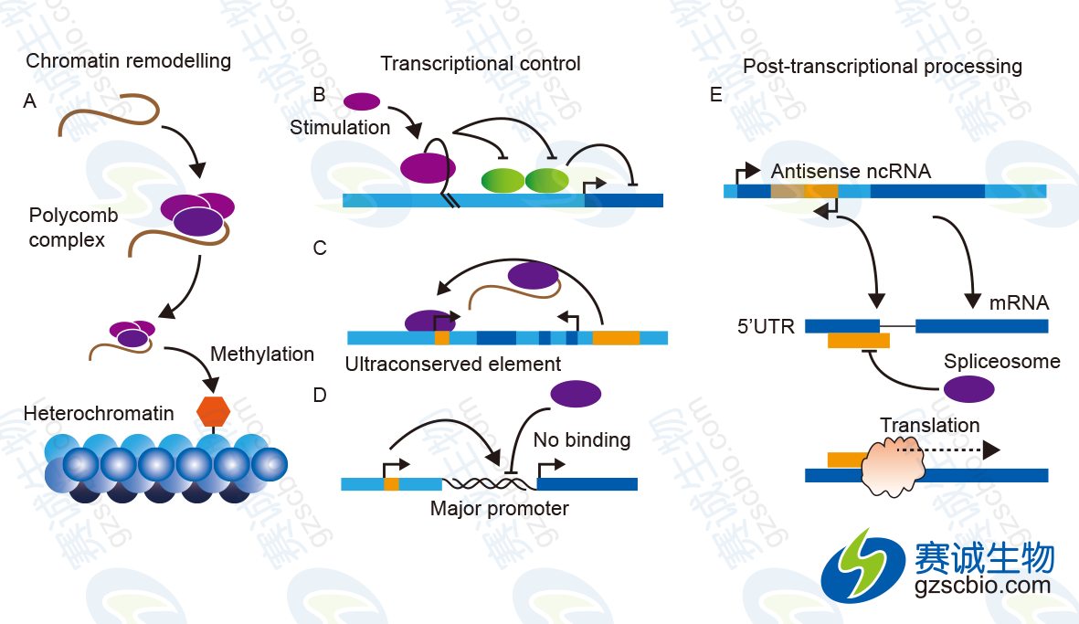LncRNA在3個(gè)層面上實(shí)現對基因表達的調控.png LncRNA在3個(gè)層面上實(shí)現對基因表達的調控.png