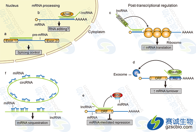 lncRNAs轉錄后調控作用機制.png lncRNAs轉錄后調控作用機制.png