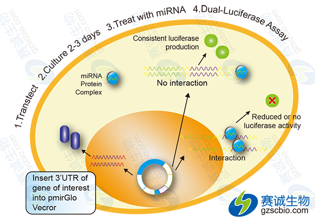 3’-UTR報告基因基本實(shí)驗流程.png 3’-UTR報告基因基本實(shí)驗流程.png
