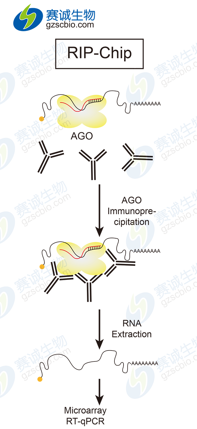 RIP-Chip基本實(shí)驗流程.png RIP-Chip基本實(shí)驗流程.png