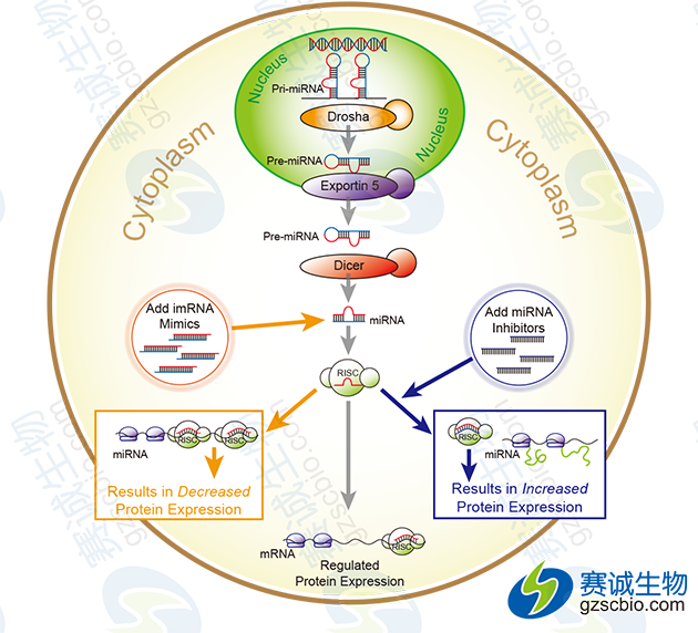 miRNA的上調與下調驗證miRNA直接作用情況.png miRNA的上調與下調驗證miRNA直接作用情況.png