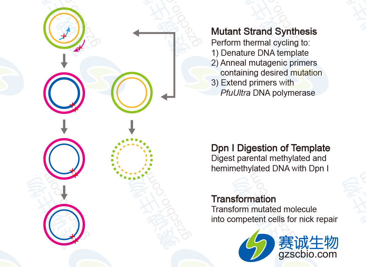 位點(diǎn)定向突變基本實(shí)驗流程.png 位點(diǎn)定向突變基本實(shí)驗流程.png