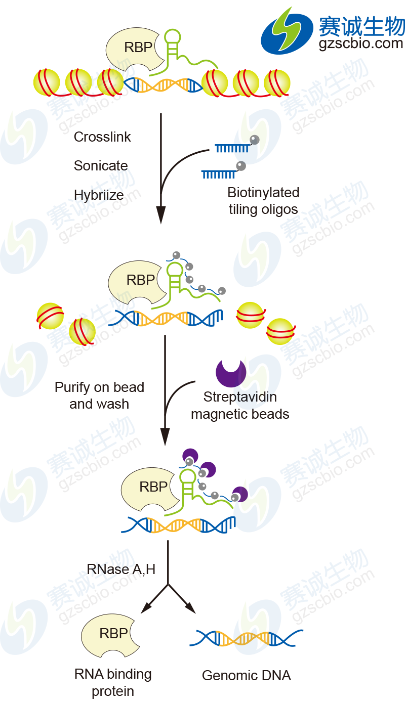 ChIRP基本實(shí)驗流程.png ChIRP基本實(shí)驗流程.png