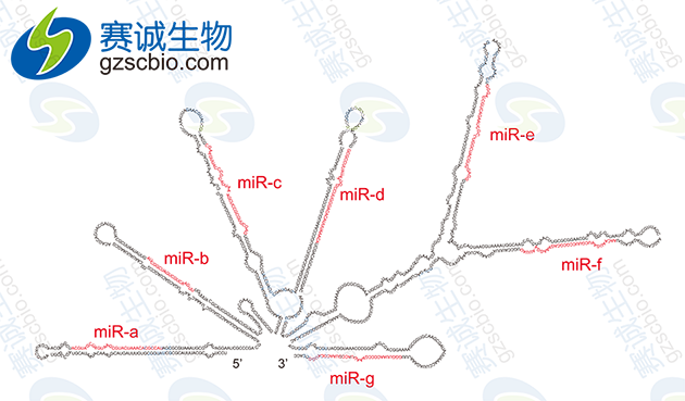 miRNA前體結構.png