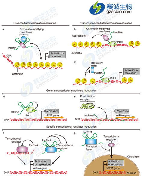 lncRNAs轉錄調控作用機制.png lncRNAs轉錄調控作用機制.png