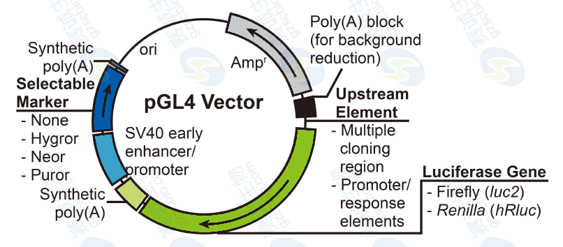 7.1 Promoter活性L(fǎng)uciferase實(shí)驗常用載體——pGL4.png