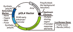 7.1 Promoter活性L(fǎng)uciferase實(shí)驗常用載體——pGL4.png
