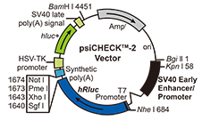6.1 miRNA靶基因Luciferase實(shí)驗常用載體——psiCHECK2.png