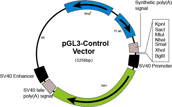 啟動(dòng)子熒光素酶載體.png