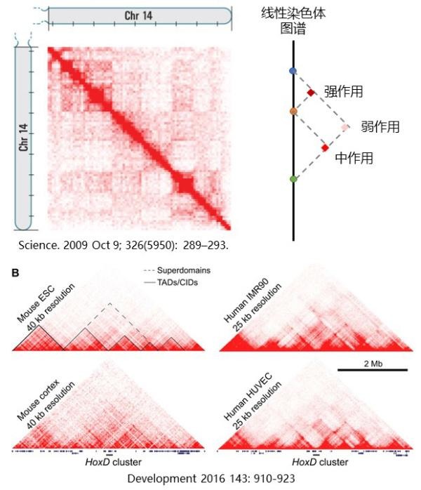 1542272403694052075.jpg 3D基因組學(xué)4.jpg
