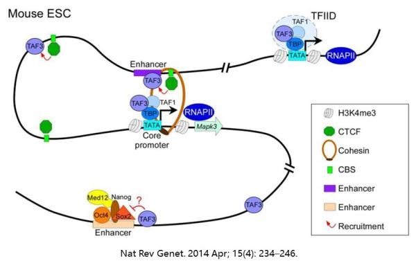 1542272452802018137.jpg 3D基因組學(xué)5.jpg
