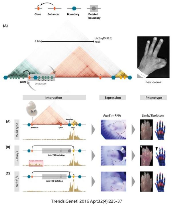 1542272485957040502.jpg 3D基因組學(xué)6.jpg