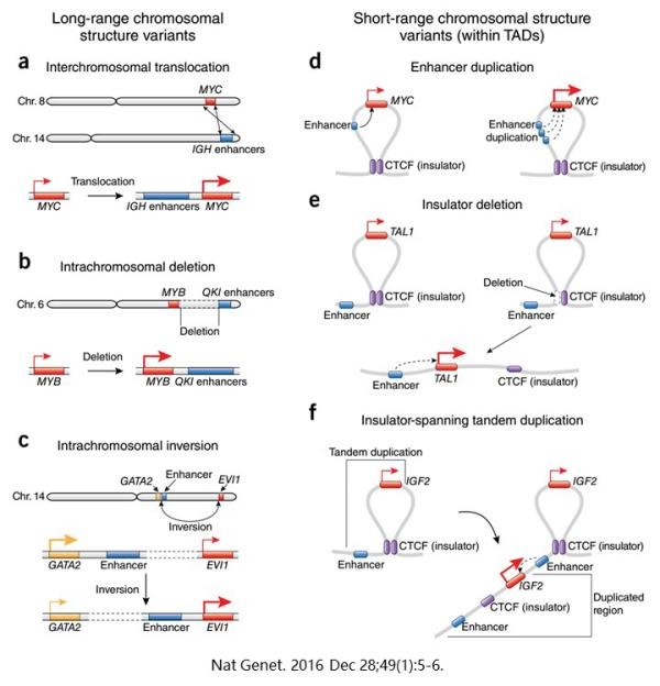 1542272515113003772.jpg 3D基因組學(xué)7.jpg