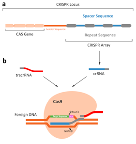 3.1CRISPR-Cas9系統.png
