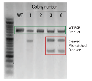 3.1.4CRISPR-Cas9基因敲除系統②.png