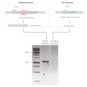 3.1.5CRISPR-Cas9基因敲入系統④.png