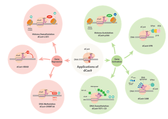 3.2.1dCas9 轉錄調控系統①.png
