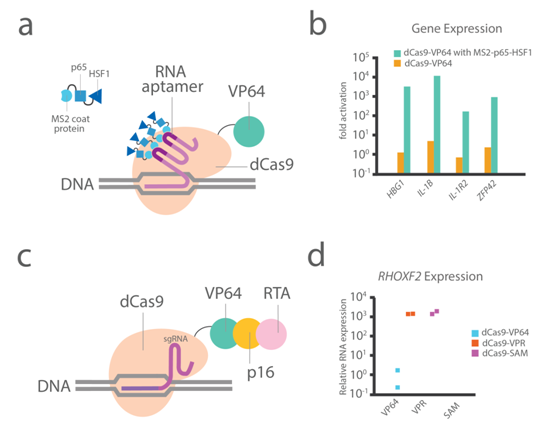 3.2.2dCas9 基因激活與抑制系統①.png