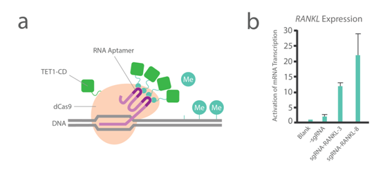 3.2.3 dCas9表觀(guān)遺傳系統③.png