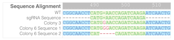 3.1.4CRISPR-Cas9基因敲除系統③.png