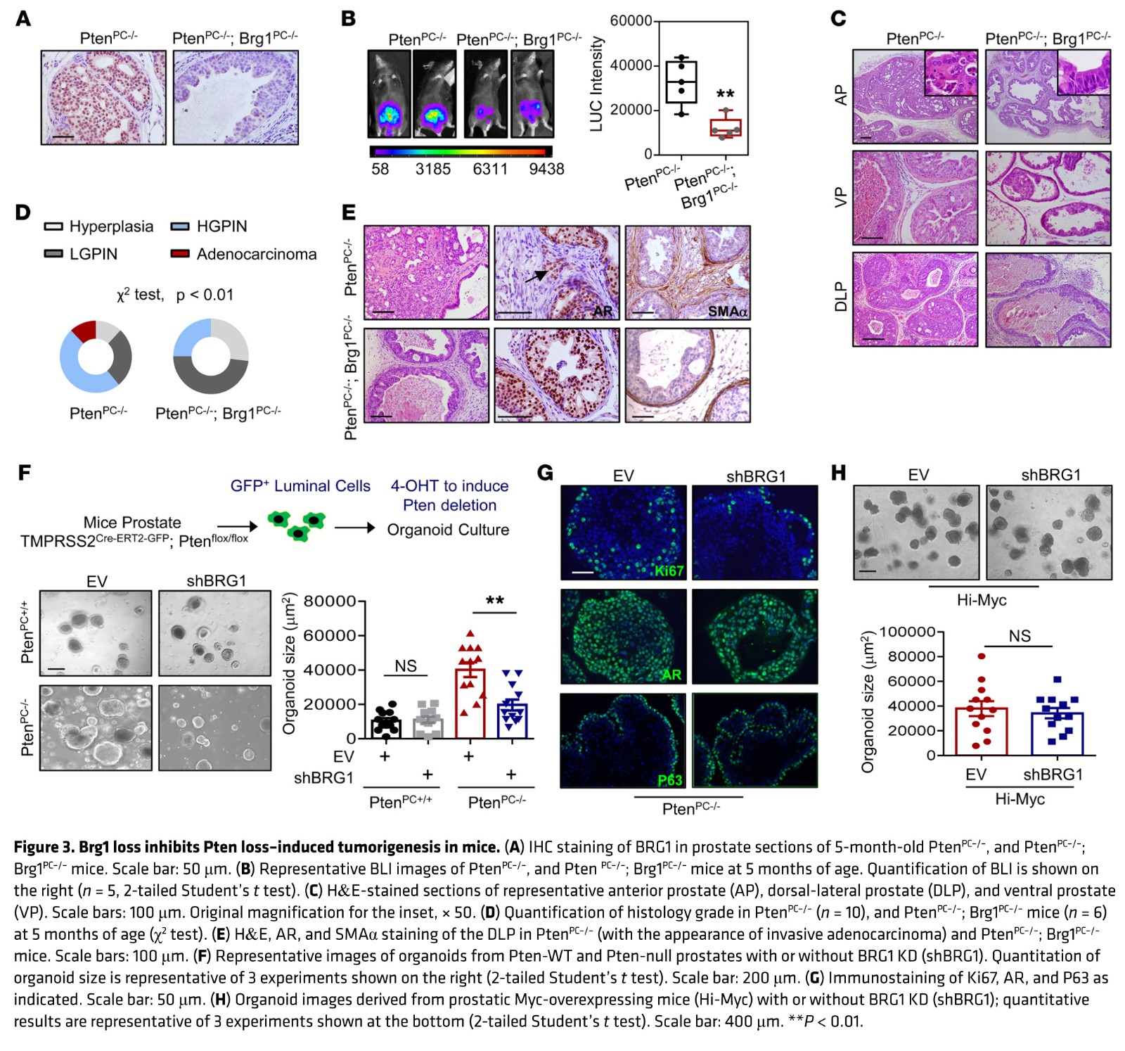 1584156292125037148.jpg fig 3.jpg